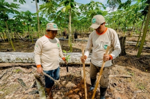 Se recuperan más de 7,600 hectáreas degradadas
